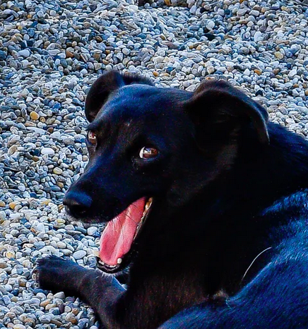 meme dog Blank Meme Template