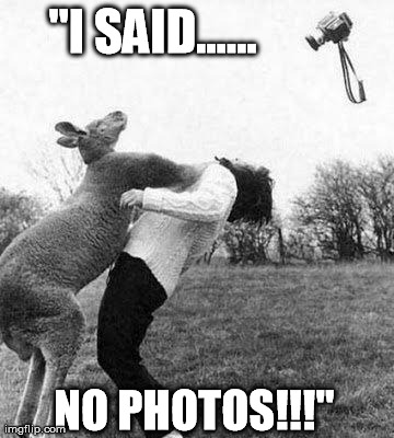 "I SAID...... NO PHOTOS!!!" | image tagged in boxing kangeroo,animal attack | made w/ Imgflip meme maker