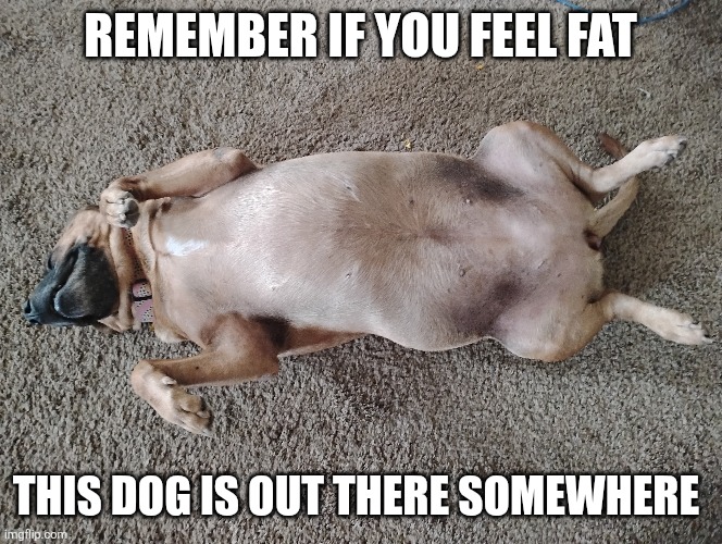 REMEMBER IF YOU FEEL FAT; THIS DOG IS OUT THERE SOMEWHERE | image tagged in bad pun dog | made w/ Imgflip meme maker