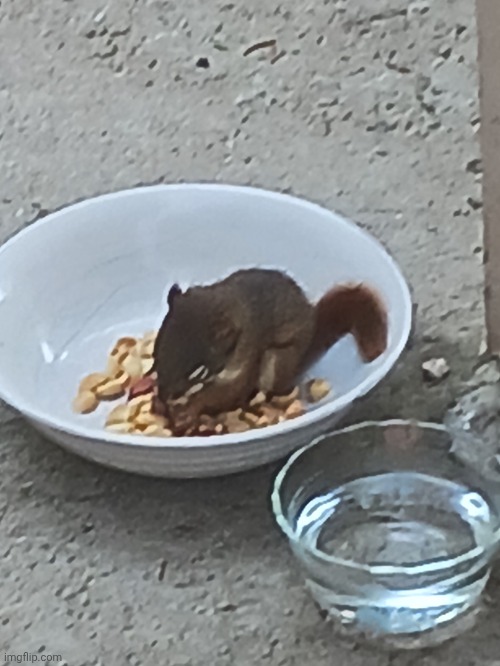 We found a baby squirrel outside that lost its mom. I'm planning to build it a house soon, I named it mill | made w/ Imgflip meme maker