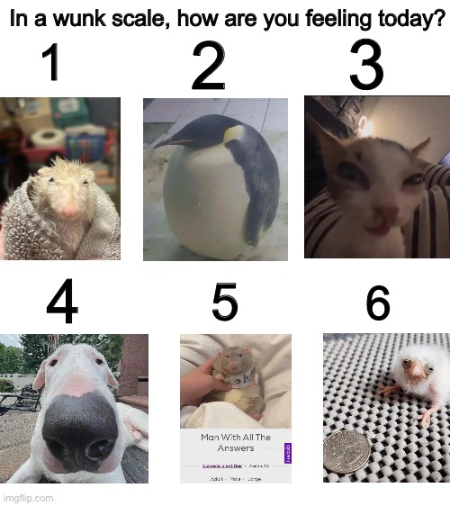 In a wunk scale, how are you feeling today? 3; 2; 1; 4; 5; 6 | image tagged in dogs,cats,rat,pengo,chik,wunkus | made w/ Imgflip meme maker