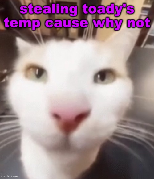 The stare | stealing toady's temp cause why not | image tagged in the stare | made w/ Imgflip meme maker