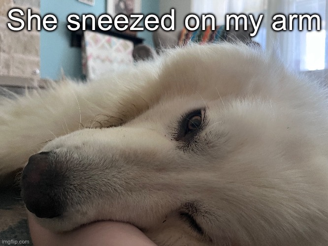 She sneezed on my arm | made w/ Imgflip meme maker