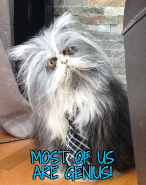 What the? | MOST OF US ARE GENIUS! | image tagged in what the | made w/ Imgflip meme maker