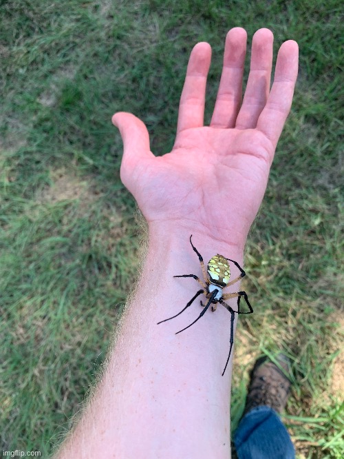 This is a yellow garden spider, not a golden orb weaver.  My bad. | made w/ Imgflip meme maker