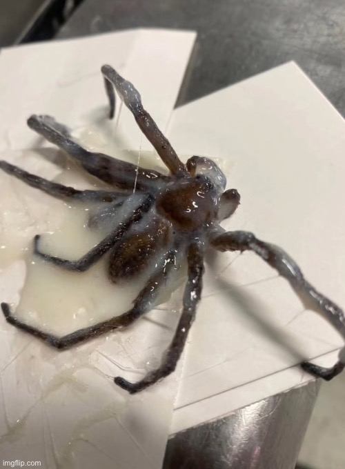 Spider | image tagged in spider,cum,cursed image,memes,excuse me what the fuck | made w/ Imgflip meme maker