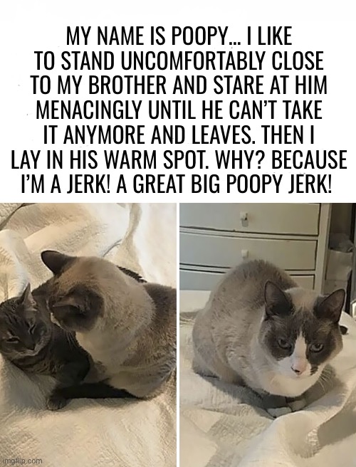 Bad Poopy!… | MY NAME IS POOPY… I LIKE TO STAND UNCOMFORTABLY CLOSE TO MY BROTHER AND STARE AT HIM MENACINGLY UNTIL HE CAN’T TAKE IT ANYMORE AND LEAVES. THEN I LAY IN HIS WARM SPOT. WHY? BECAUSE I’M A JERK! A GREAT BIG POOPY JERK! | image tagged in cats,big poopy jerk,intimidation,brother | made w/ Imgflip meme maker