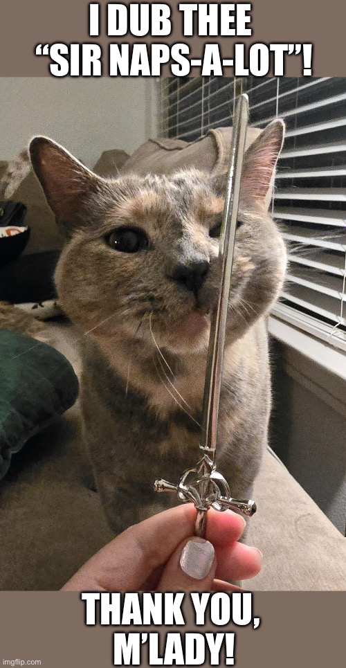 He shall live up to his name! | I DUB THEE 
“SIR NAPS-A-LOT”! THANK YOU, 
M’LADY! | image tagged in cats,knighthood,sir naps a lot | made w/ Imgflip meme maker