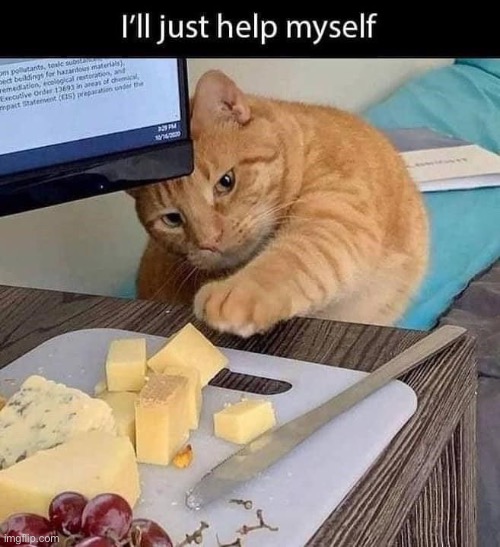 Brazen Thief | image tagged in cats,funny cat memes,food,stealing,cheese,scumbag | made w/ Imgflip meme maker