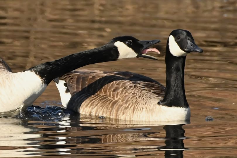 High Quality goose bro Blank Meme Template