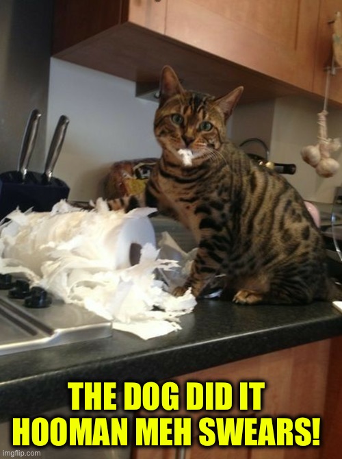 The Dog Did It | THE DOG DID IT HOOMAN MEH SWEARS! | image tagged in cats,funny cats,liar liar pants on fire,dog,guilty,totally busted | made w/ Imgflip meme maker