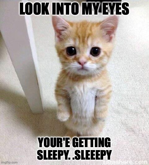 hypnotic | LOOK INTO MY EYES; YOUR'E GETTING SLEEPY. .SLEEEPY | image tagged in memes,cute cat | made w/ Imgflip meme maker