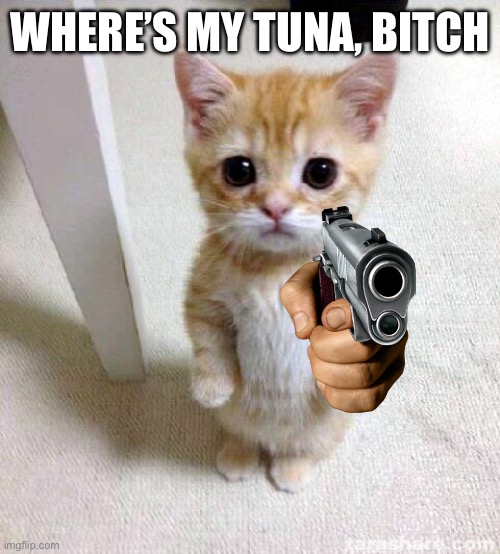 He has been angered | WHERE’S MY TUNA, BITCH | image tagged in memes,cute cat | made w/ Imgflip meme maker