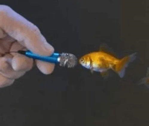 fish with microphone Blank Meme Template