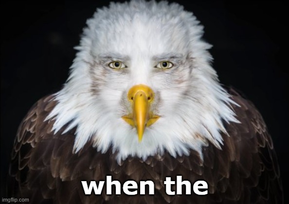 Bald Eagle Stare | when the | image tagged in bald eagle stare | made w/ Imgflip meme maker