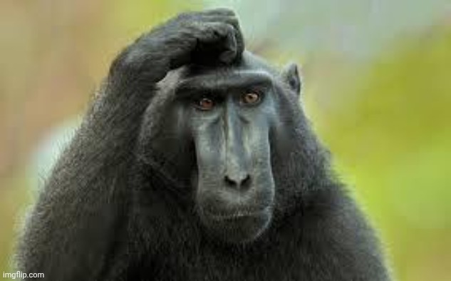 Confused monkey | image tagged in confused monkey | made w/ Imgflip meme maker