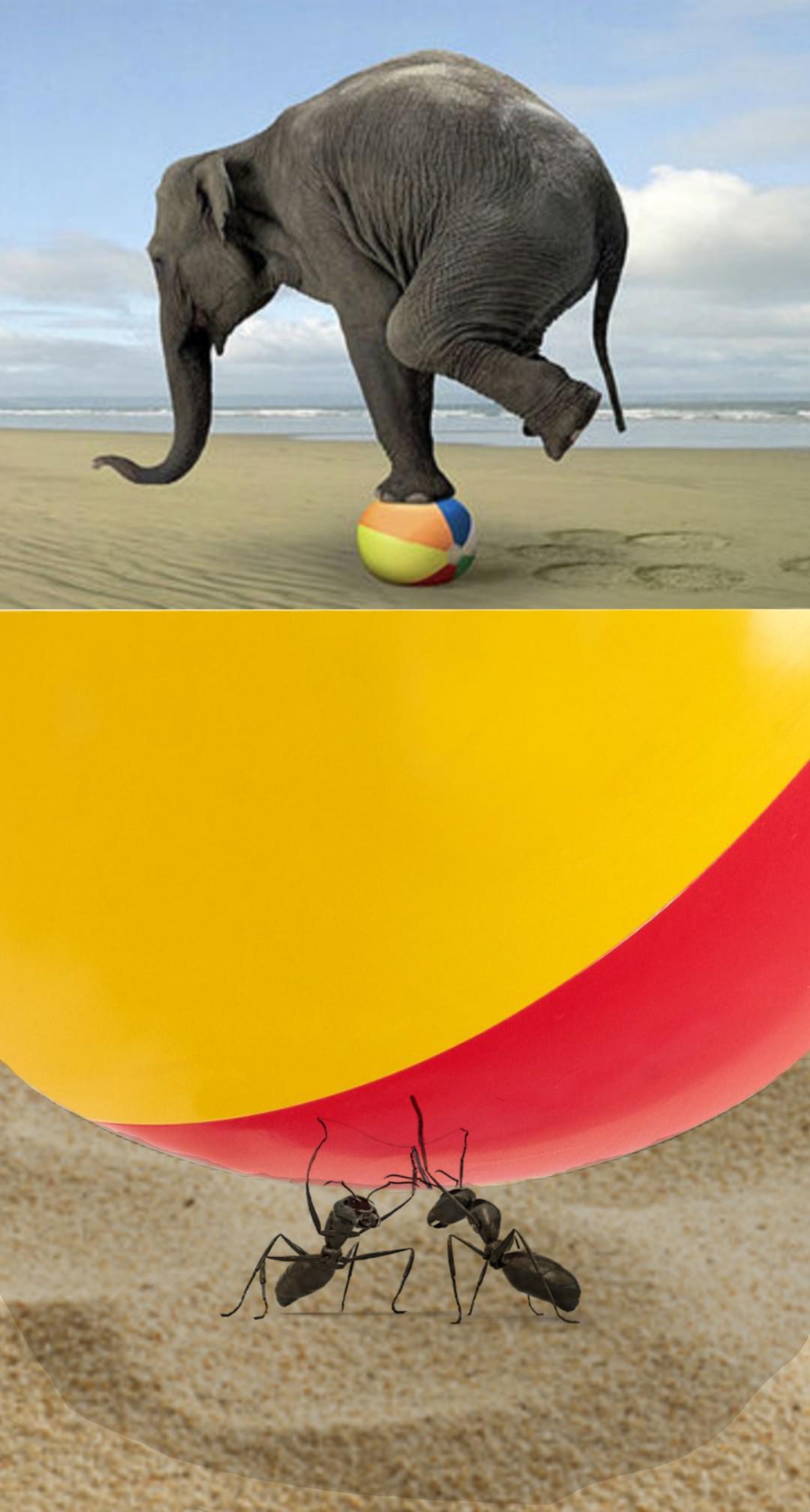 ants hold up an elephant on a ball Blank Meme Template