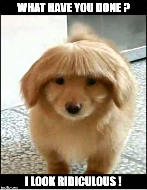 Unimpressed With Haircut ! | WHAT HAVE YOU DONE ? I LOOK RIDICULOUS ! | image tagged in dogs,unimpressed,hairstyle | made w/ Imgflip meme maker