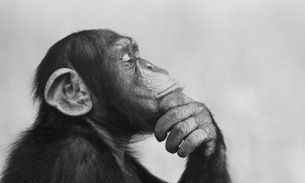 Monkey Thinking Blank Meme Template