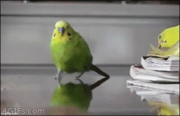 Explosion parakeet | image tagged in explosion parakeet | made w/ Imgflip meme maker