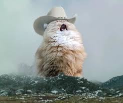 Cat Yelling Hat Blank Meme Template