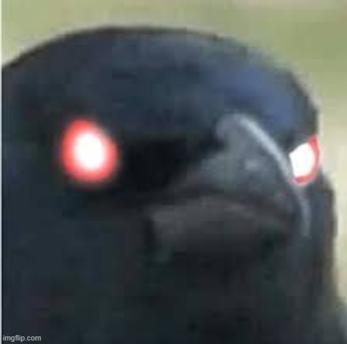 Crow of judgement | image tagged in crow of judgement | made w/ Imgflip meme maker