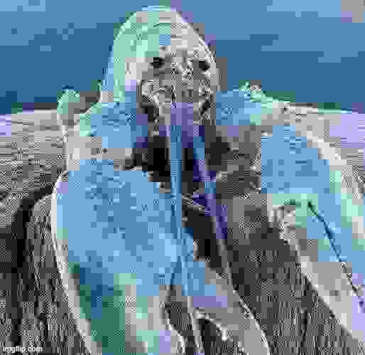 The Blue Lobster | image tagged in the blue lobster | made w/ Imgflip meme maker