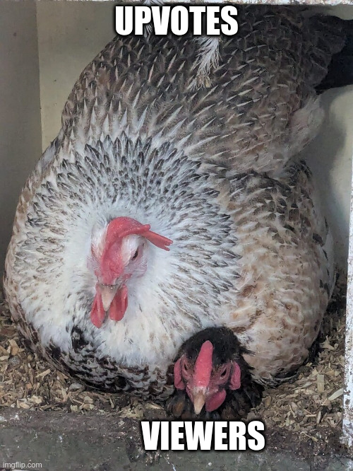 It always goes like that | UPVOTES; VIEWERS | image tagged in hen on a hen | made w/ Imgflip meme maker