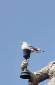 PigeonCup Blank Meme Template