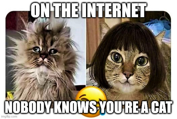 Looking Better Than I Feel | ON THE INTERNET; NOBODY KNOWS YOU'RE A CAT | image tagged in cat on phone call vs video call | made w/ Imgflip meme maker