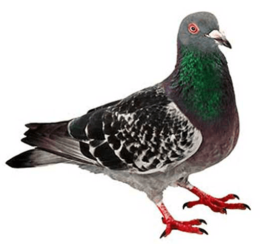 Pigeon Blank Meme Template