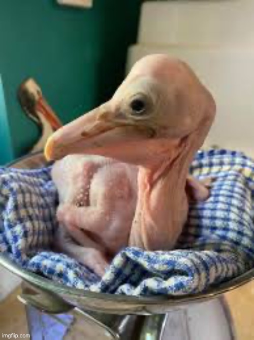 Baby pelican | made w/ Imgflip meme maker