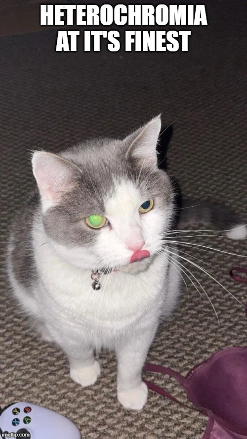 Cat's Eye | HETEROCHROMIA AT IT'S FINEST | image tagged in cats | made w/ Imgflip meme maker