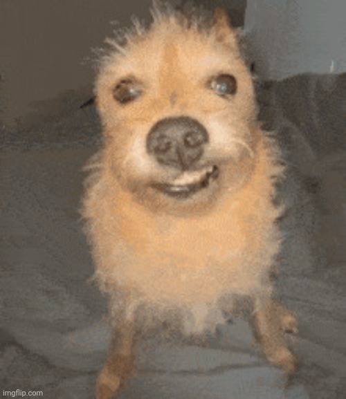 Skrunkly dog | image tagged in skrunkly dog | made w/ Imgflip meme maker