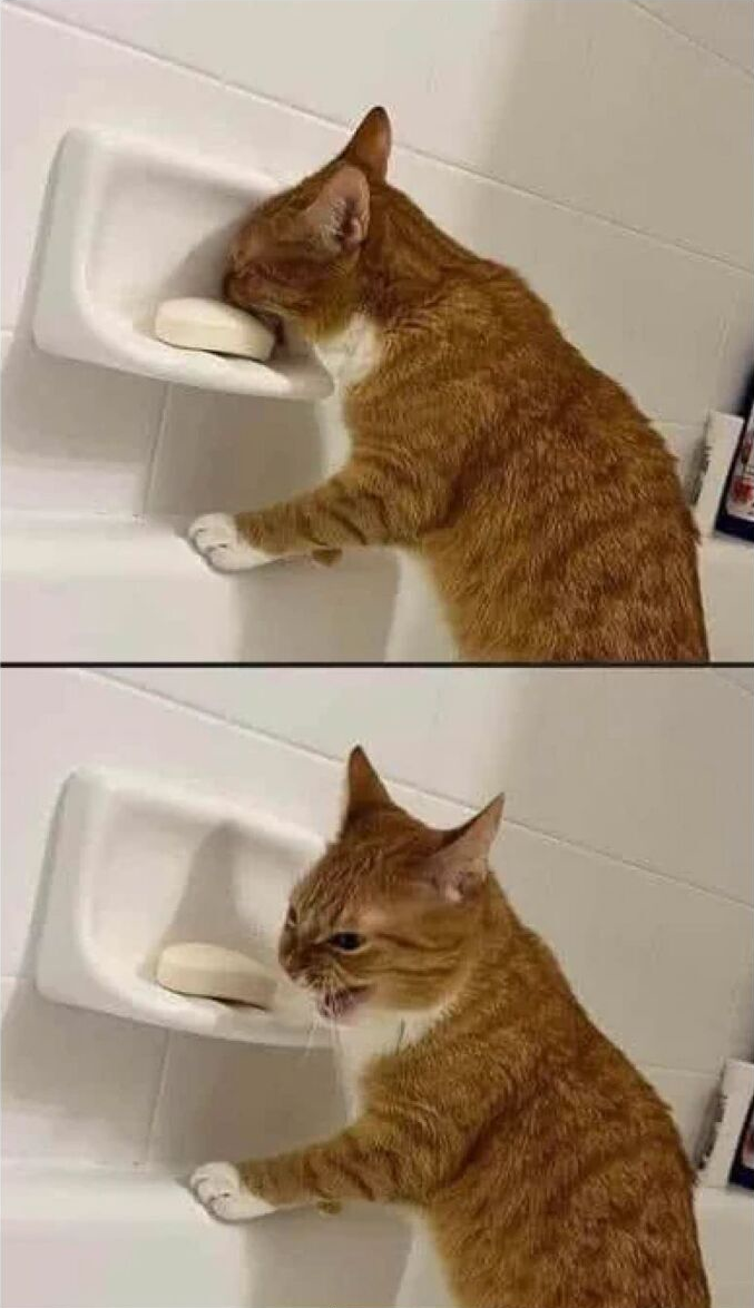 Cat eating soap Blank Meme Template