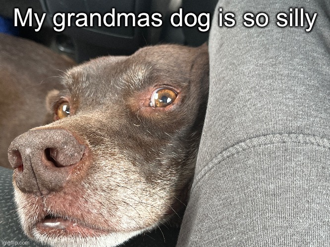 VIRINA THIGH REVEAL | My grandmas dog is so silly | made w/ Imgflip meme maker