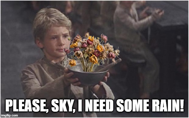 Please, Sky, I Need Some Rain! | PLEASE, SKY, I NEED SOME RAIN! | image tagged in rain,oliver twist please sir,dying flowers,gardening | made w/ Imgflip meme maker