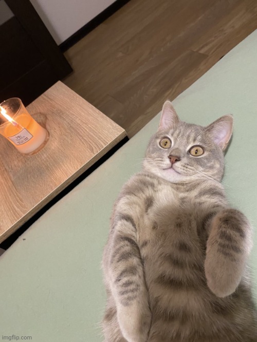 Lying Cat with Candle | image tagged in lying cat with candle | made w/ Imgflip meme maker
