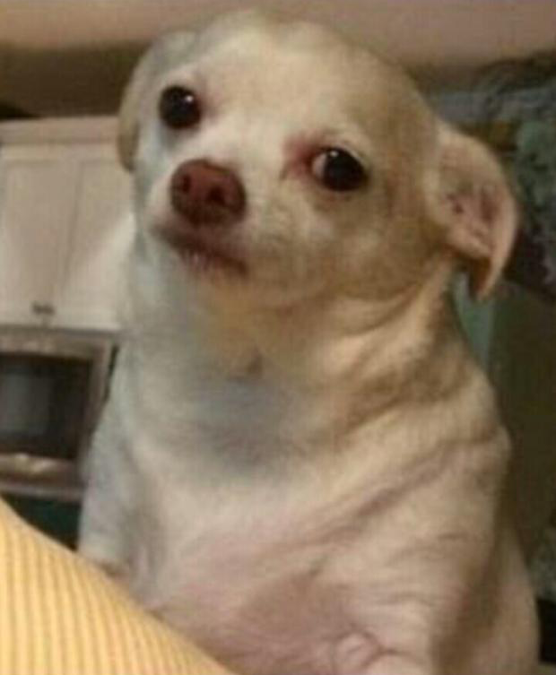Betrayal dog Blank Meme Template