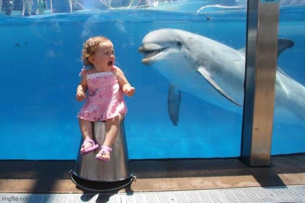 dolphin | image tagged in dolphin | made w/ Imgflip meme maker