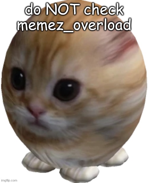 egg gatito | do NOT check memez_overload | image tagged in egg gatito | made w/ Imgflip meme maker