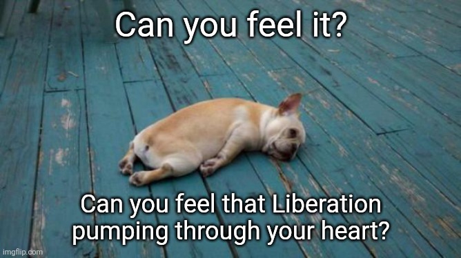 tired dog | Can you feel it? Can you feel that Liberation pumping through your heart? | image tagged in tired dog | made w/ Imgflip meme maker