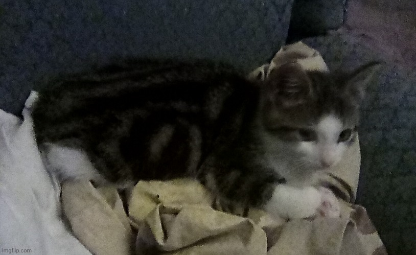 david Boweh | made w/ Imgflip meme maker