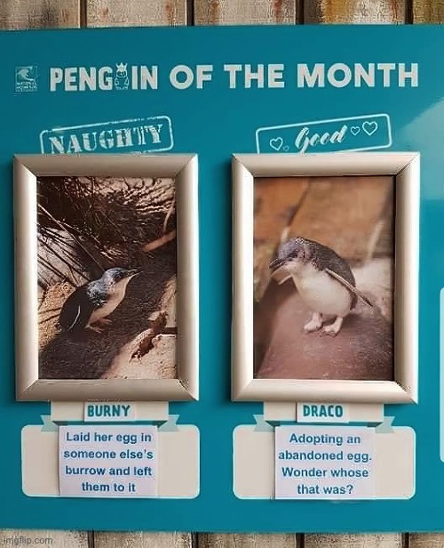 Penguins | image tagged in penguins,naughty,good | made w/ Imgflip meme maker