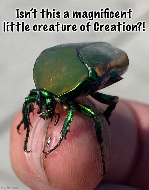 A flying tank | Isn’t this a magnificent
little creature of Creation?! Marko | image tagged in memes,fig loving beetle,kissmyass lefty,lefty probably kills these guys,these fellas play an important role,symbiosis | made w/ Imgflip meme maker