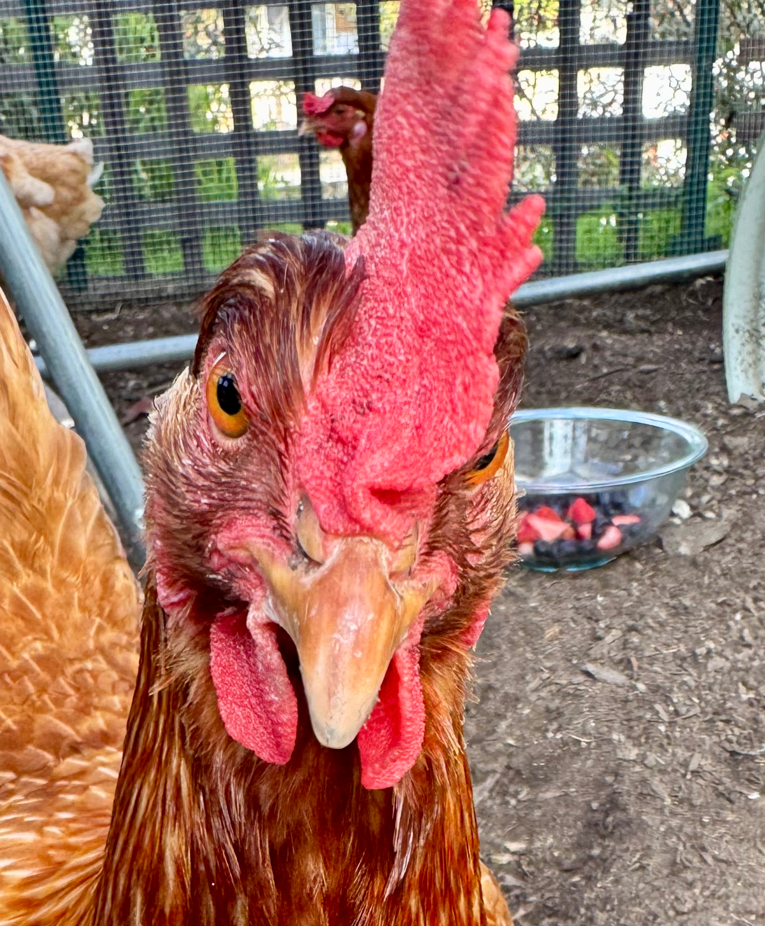 chicken face Blank Meme Template