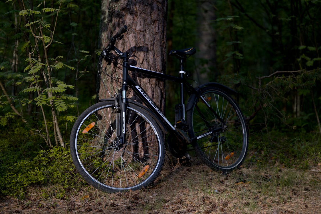 tree and bike Blank Meme Template