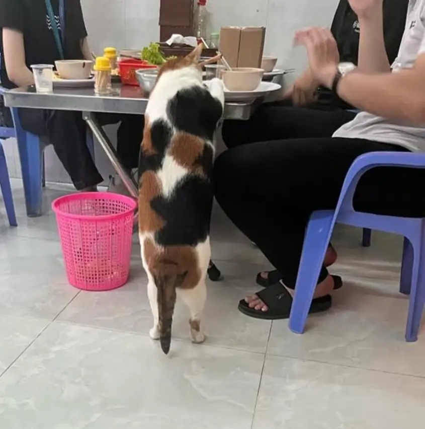 Kitty wants a bite Blank Meme Template
