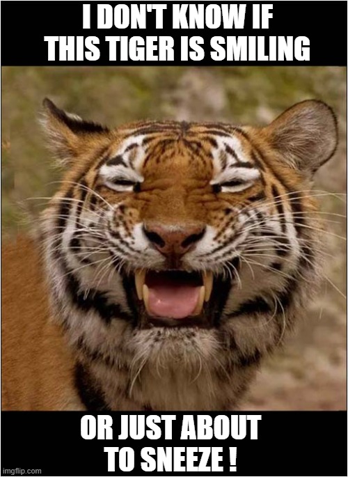 What Do You Think ? | I DON'T KNOW IF THIS TIGER IS SMILING; OR JUST ABOUT
TO SNEEZE ! | image tagged in cats,tiger,smiling,sneezing | made w/ Imgflip meme maker