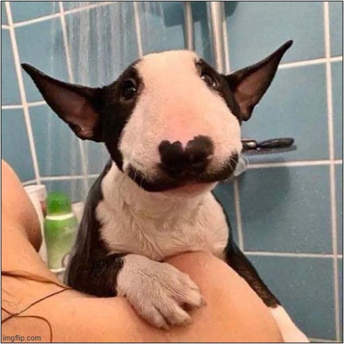 This Bully Loves A Shower ! | image tagged in dogs,english bull terrier,bully,shower | made w/ Imgflip meme maker